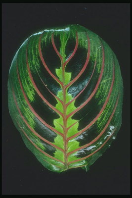 Листик темно-зеленого кольору з коричневими жилками