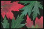 Осіння композиція. Червоні та зелені кленові листки