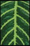 Фрагмент темно-зеленого листика з салатовим прожилками