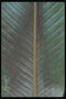 Фрагмент бузкового листика з болотних відтінком і ярковираженнимі жилками