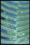 Гілка папороті синюватого відтінку