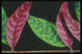 Гілка з салатовим та бордовими листика