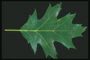Темно-зелений лист клена