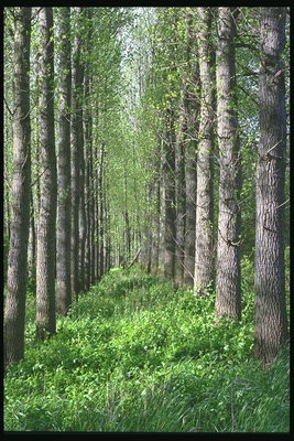 De arbori cu trunchiuri gri, o alee cu o grosime de iarba verde