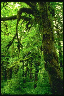 Moss in drevesa