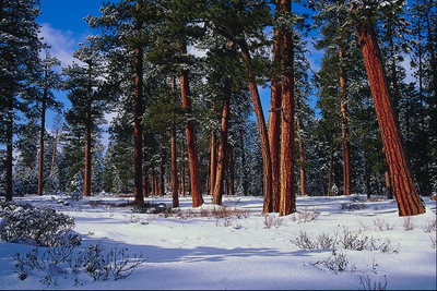 Sneg. Pines