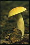 Білий гриб серед листя