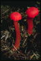 Червоні гриби-поганки