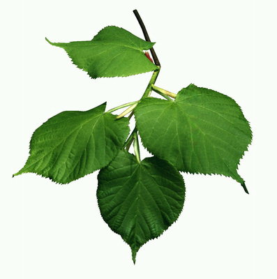 Гілка листя салатовом тону. Липа
