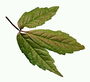Салатовим листя з коричневим відтінком