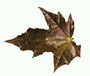 Кленовий листок бурого тони