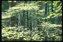 Тонкі гілки клена з жовтими листками на тлі лісу