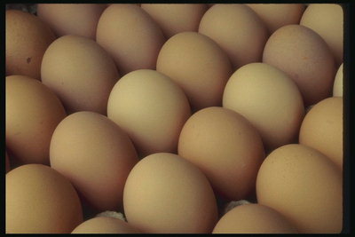 Os ovos de galinha em uma bandeja