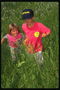 Діти гуляють по зеленій траві