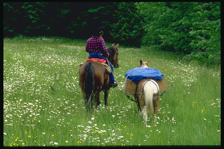 Dva koně na trávě