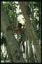Хлопчик підіймається на стовбур пальми